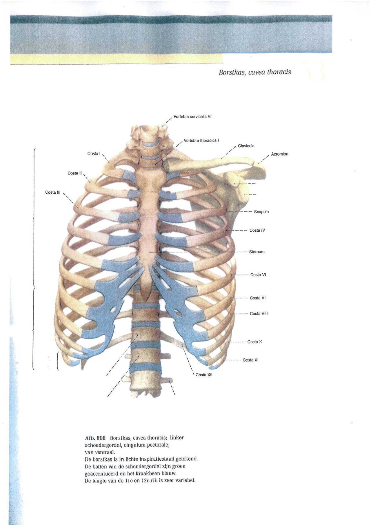 Borstkas, cavea thoracic | Anatomie - Docsity