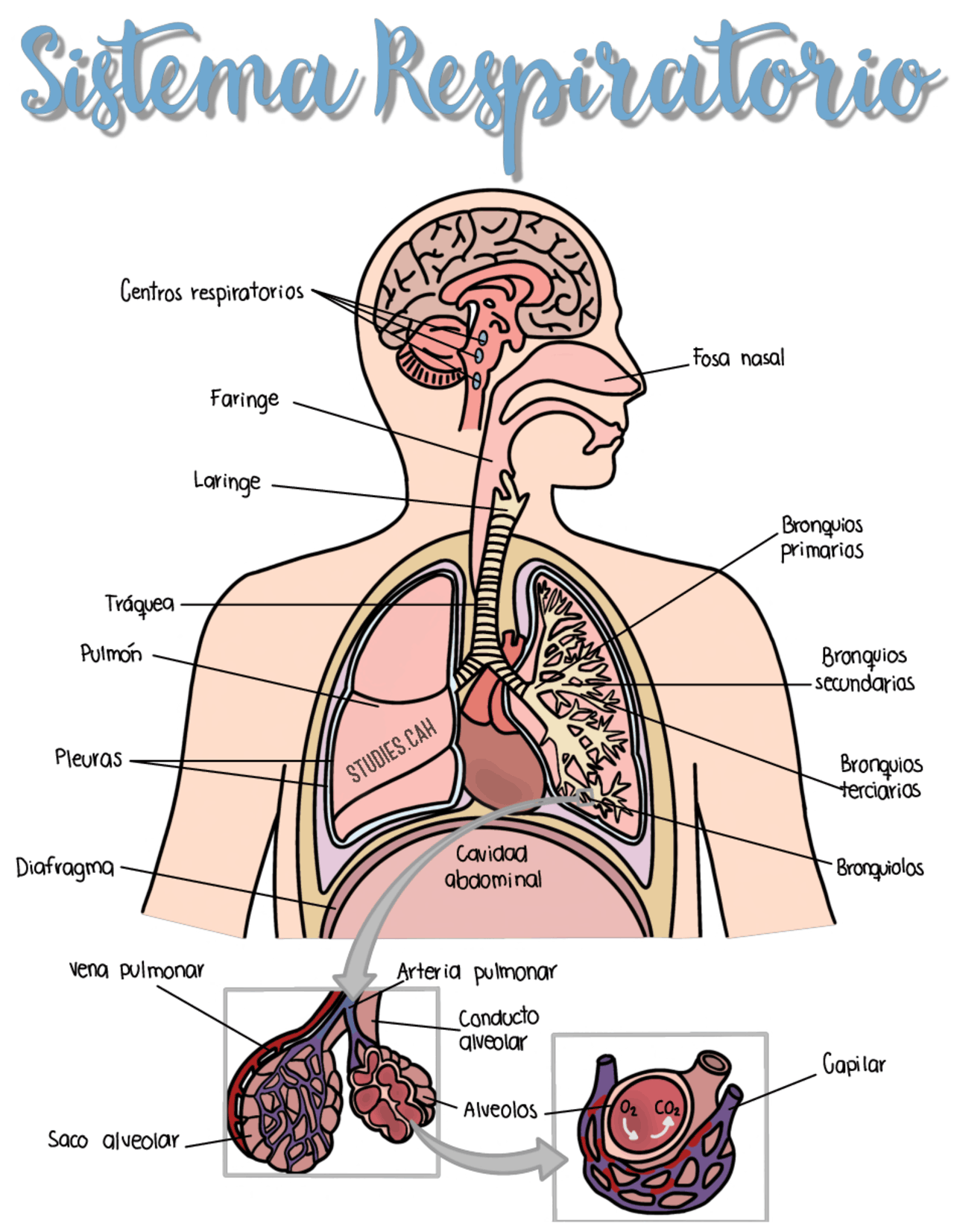 Diagrama Do Sistema Respiratorio Diagrama Do Sistema Respiratorio
