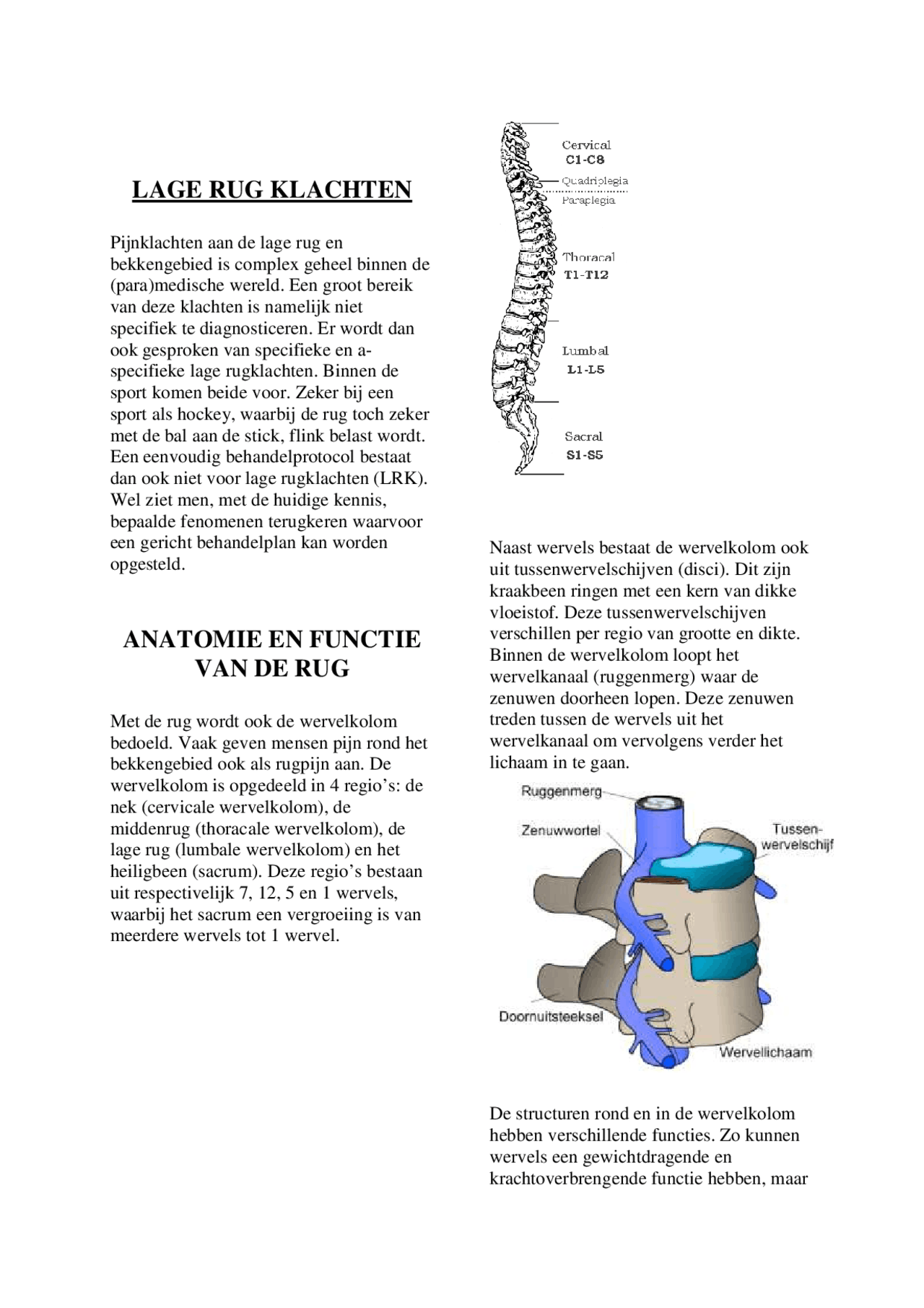 Lage rug klachten: anatomie en functie van de rug - Docsity
