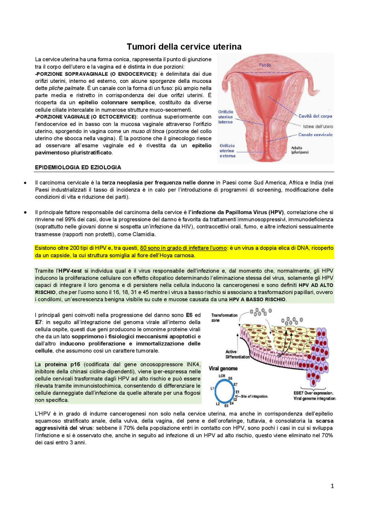 Tumori della cervice uterina Docsity