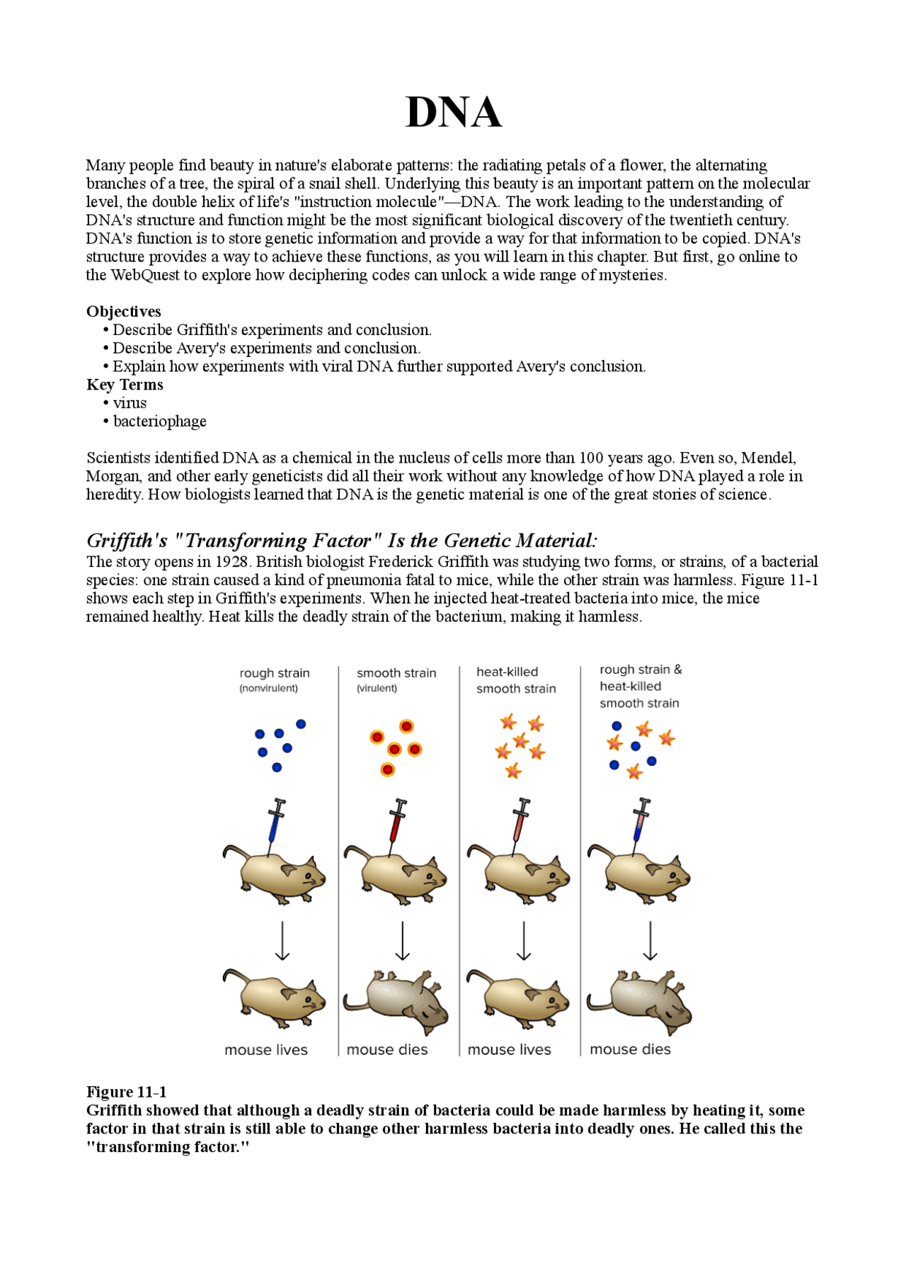 APPUNTI E SCHEMI DI BIOLOGIA SUL DNA (CLIL - IN INGLESE) - Docsity