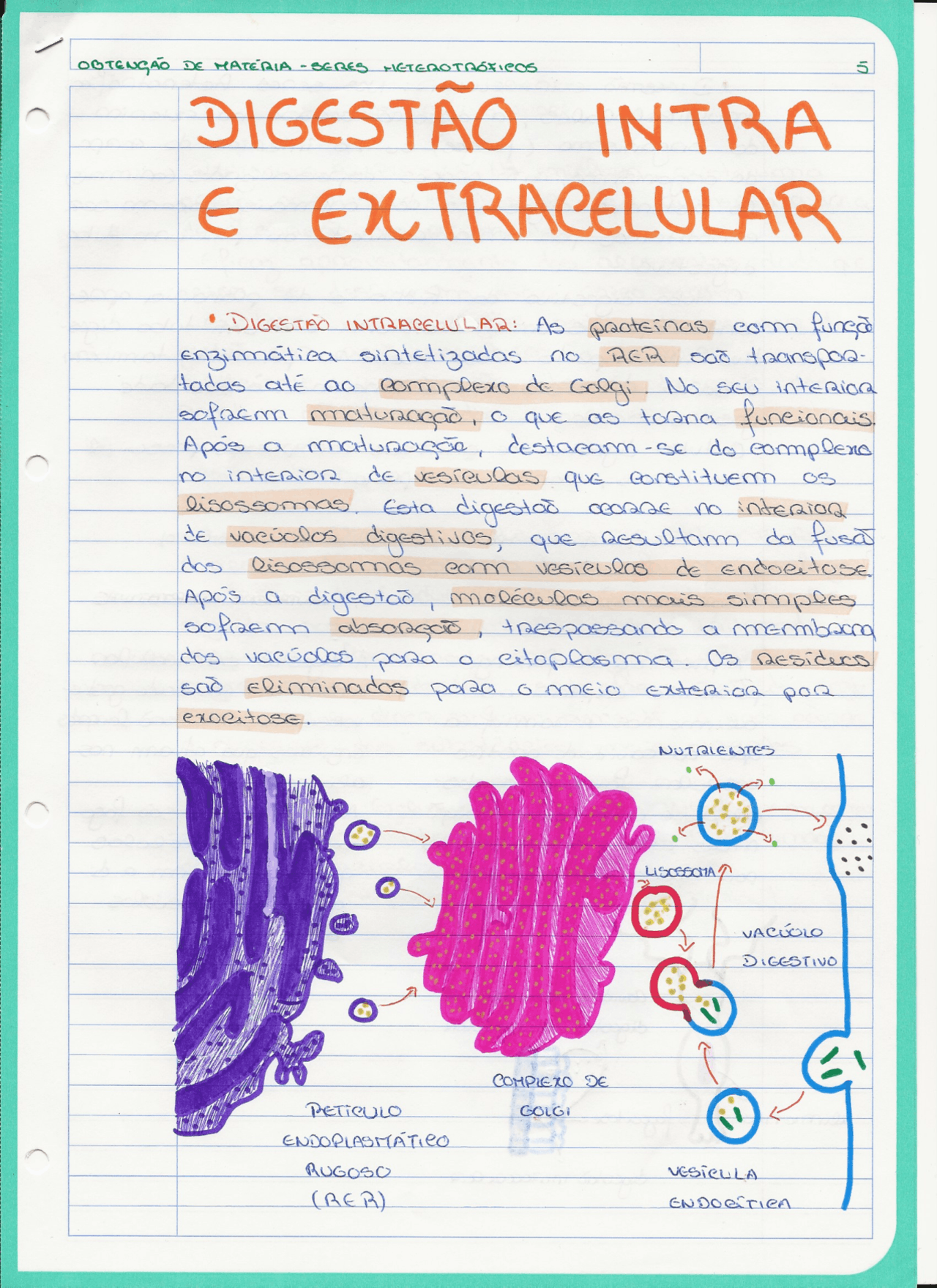 Digestão intracelular e extracelular - Docsity