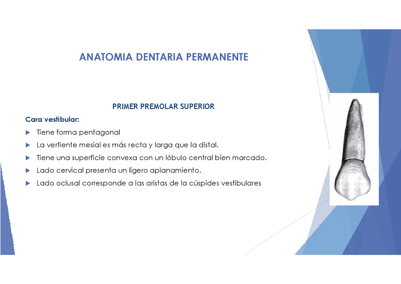 Anatomía dental primer premolar superior Monografías, Ensayos de