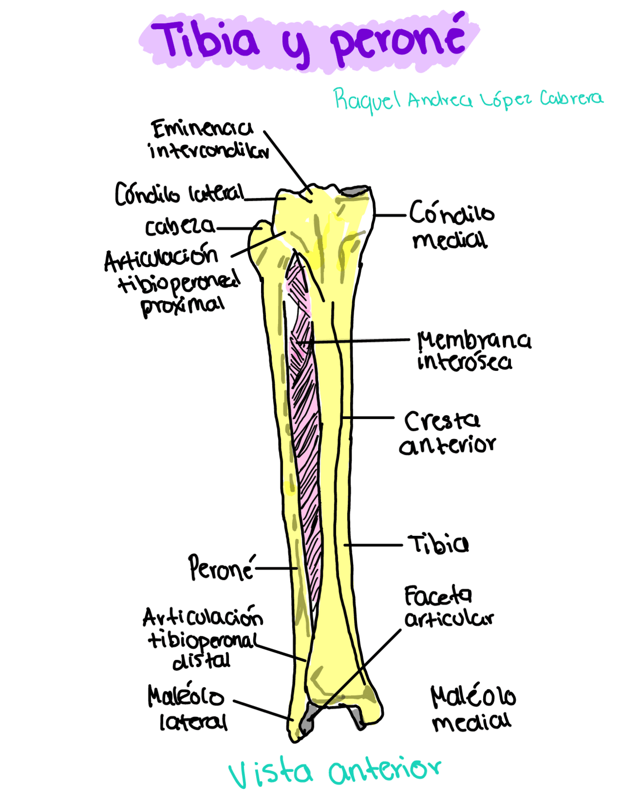 Dibujo de tibia y peroné y sus partes - Docsity