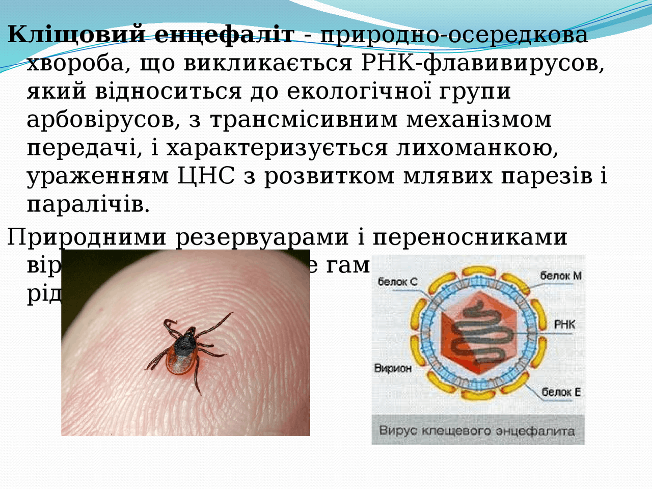Кліщовий енцефаліт.. - Docsity