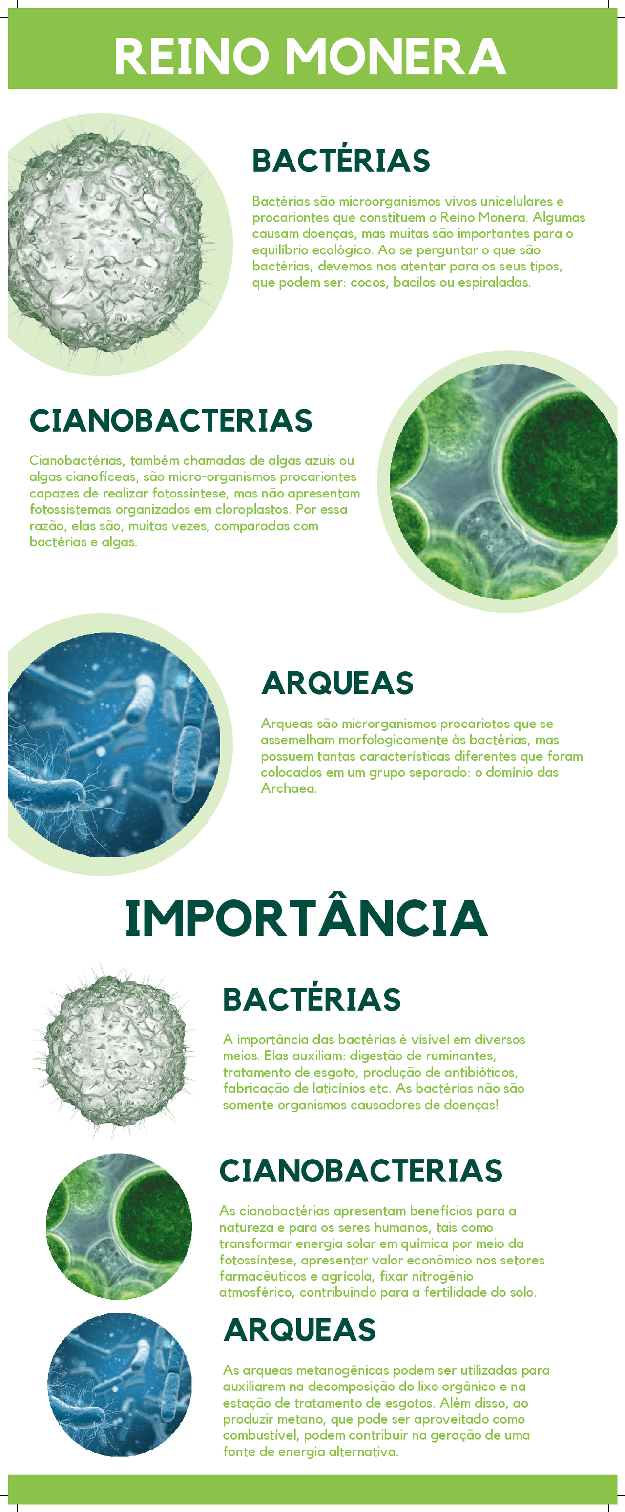 Infográfico Reino Monera | Manuais, Projetos, Pesquisas Biologia | Docsity