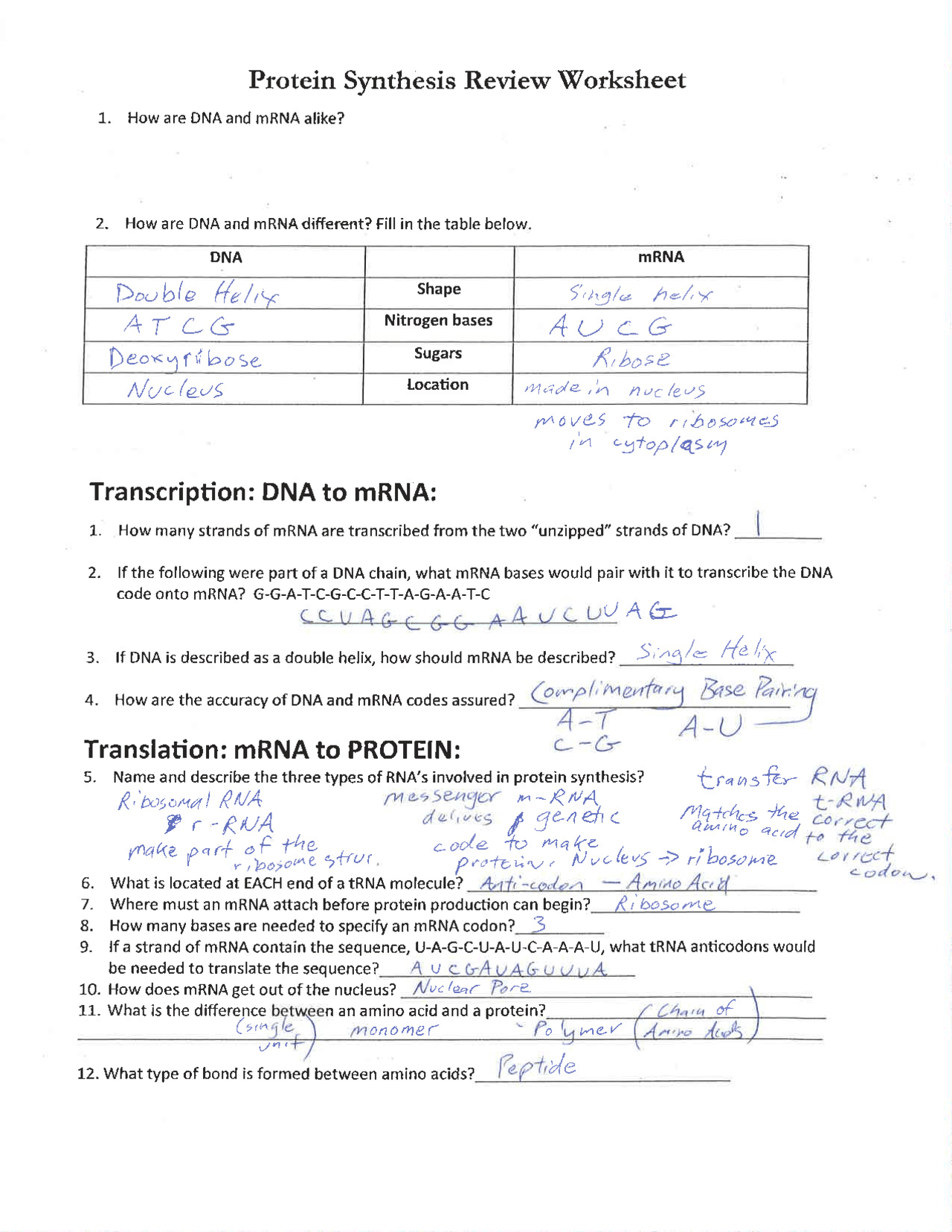 Protein Synthesis Review Worksheet and Flow Chart | Schemes and Mind Maps  Biochemistry | Docsity