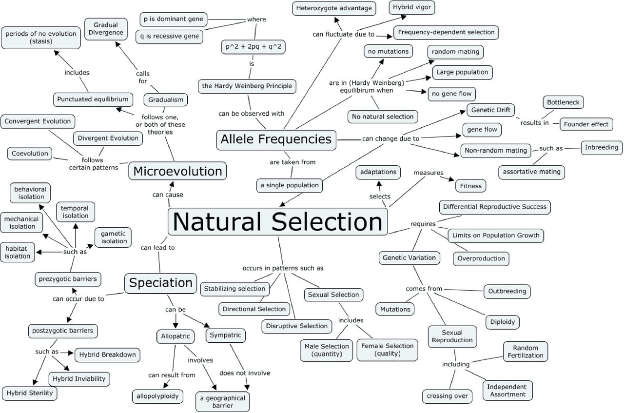 Natural Selection Concept Map - Docsity