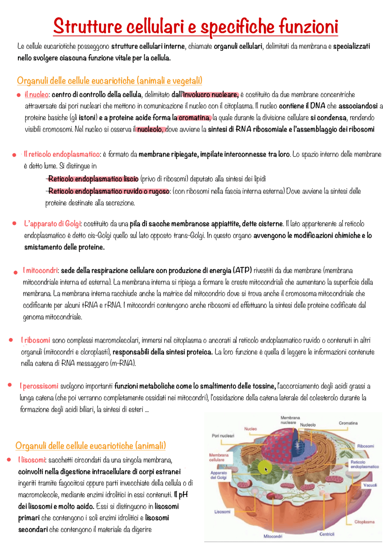 La cellula animale e vegetale - Docsity