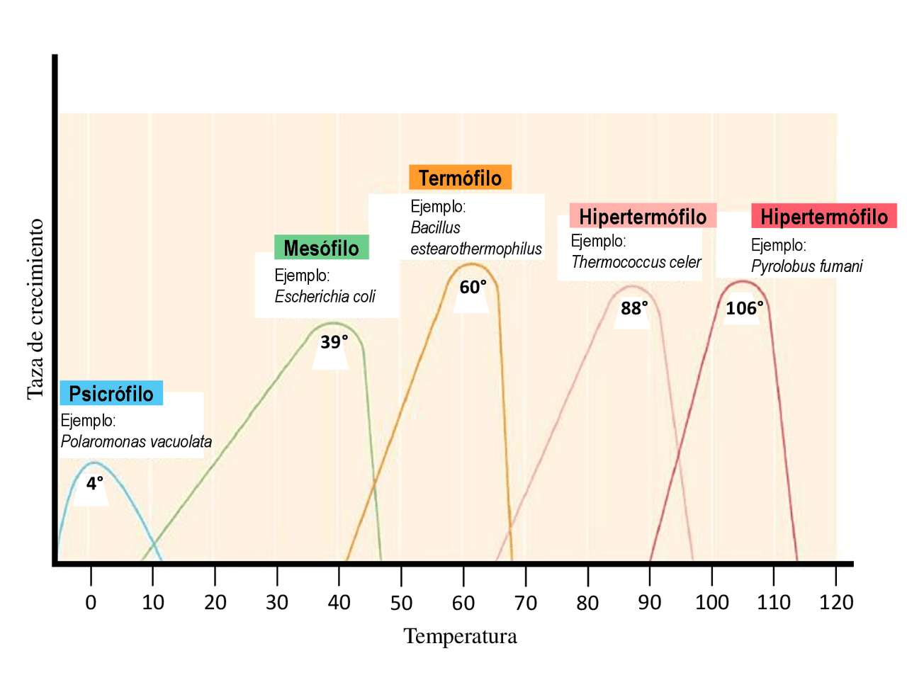 Clasificación de microorganismos según su temperatura | Esquemas y