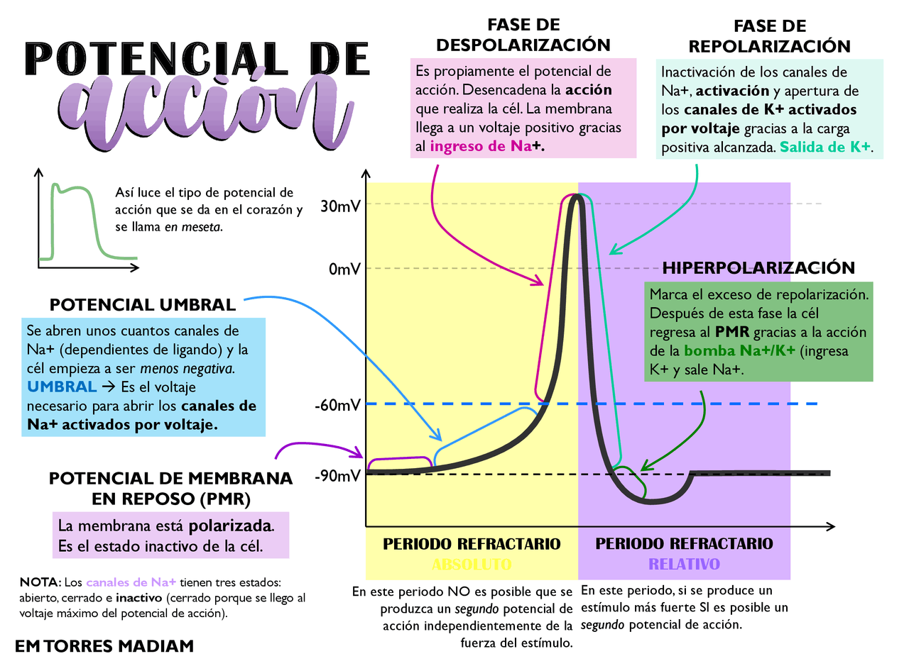 Potenciales de accion Esquemas y mapas conceptuales de Fisiología Docsity Potenciales de accion Esquemas y mapas conceptuales de Fisiología Docsity