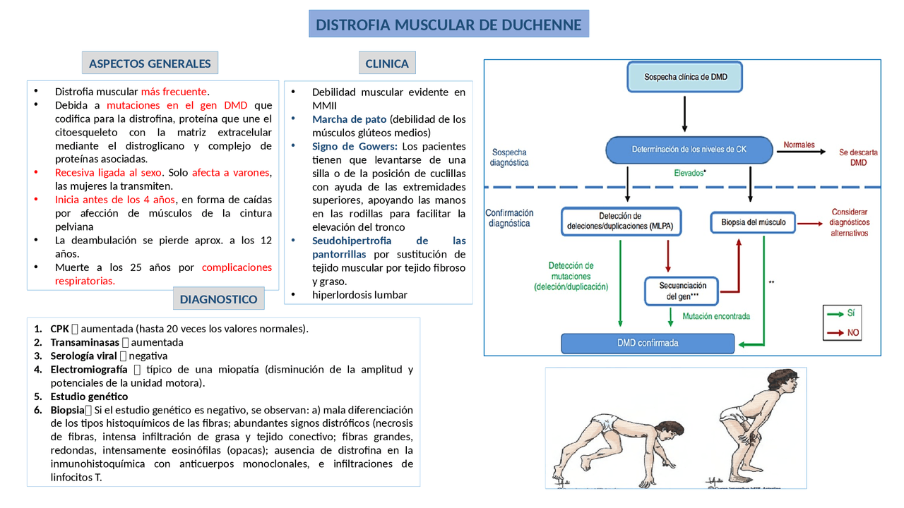 DISTROFIA MUSCULAR DE DUCHENNE - Docsity