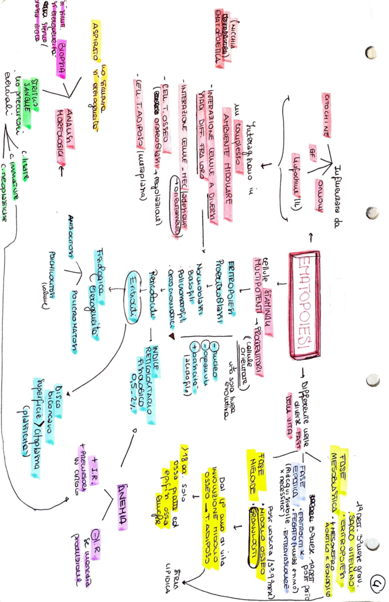 Processo ematopoietico Docsity