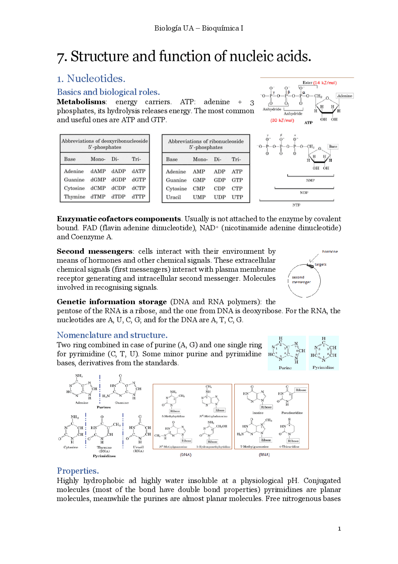7. Structure and function of nucleic acids - ARA - Docsity