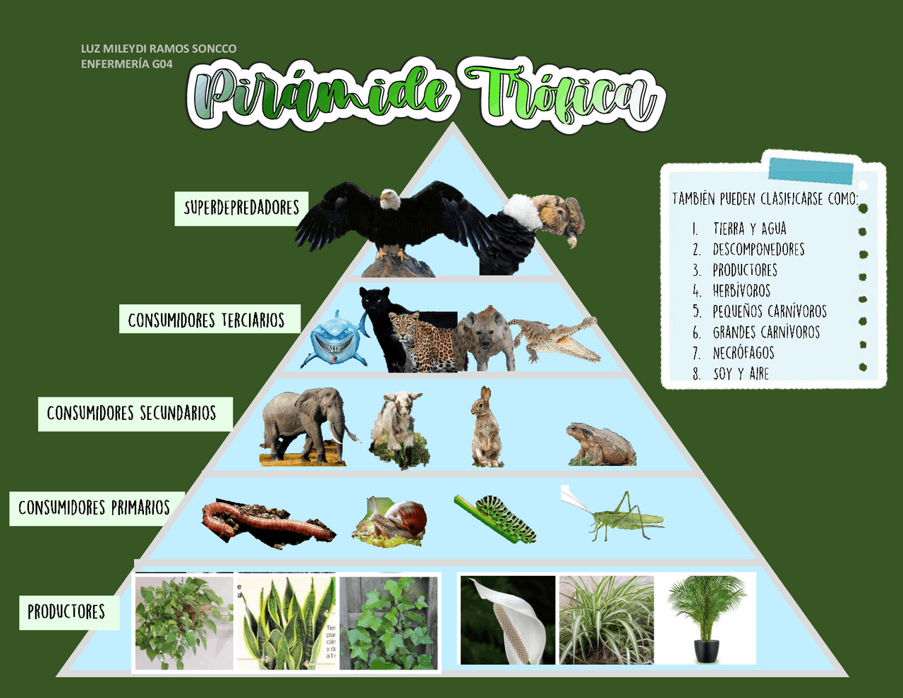 Pirámide Trófica, componentes y nombres | Esquemas y mapas conceptuales