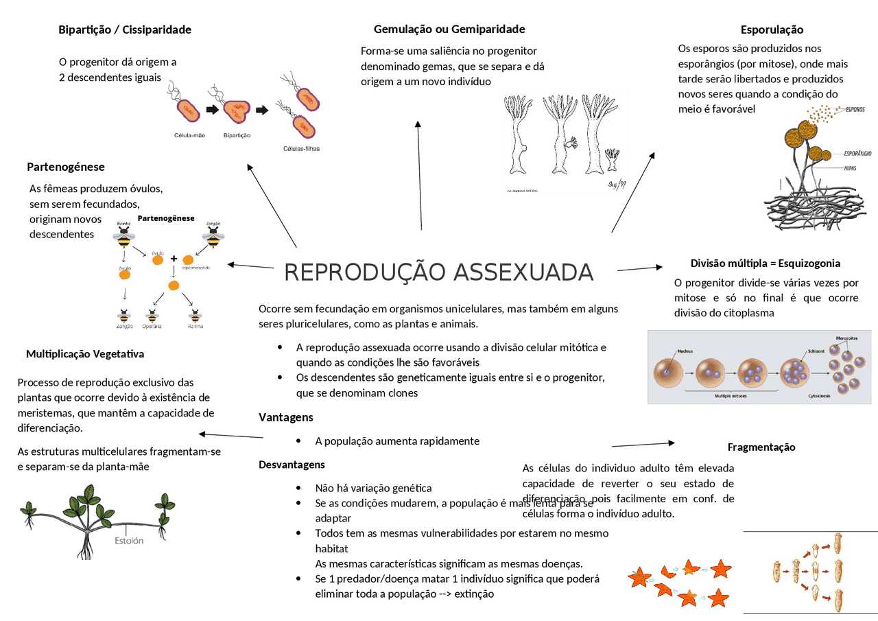 Reprodução Assexuada - esquema resumo - Docsity