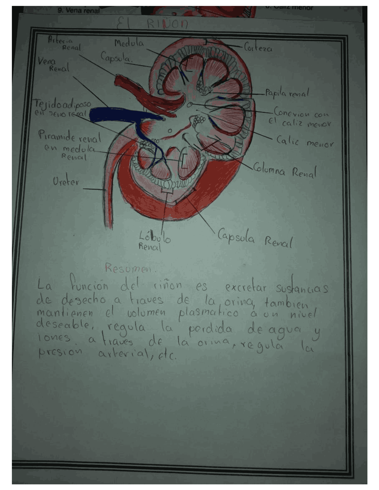 DIBUJO DEL RIÑON Y SUS PARTES - Docsity