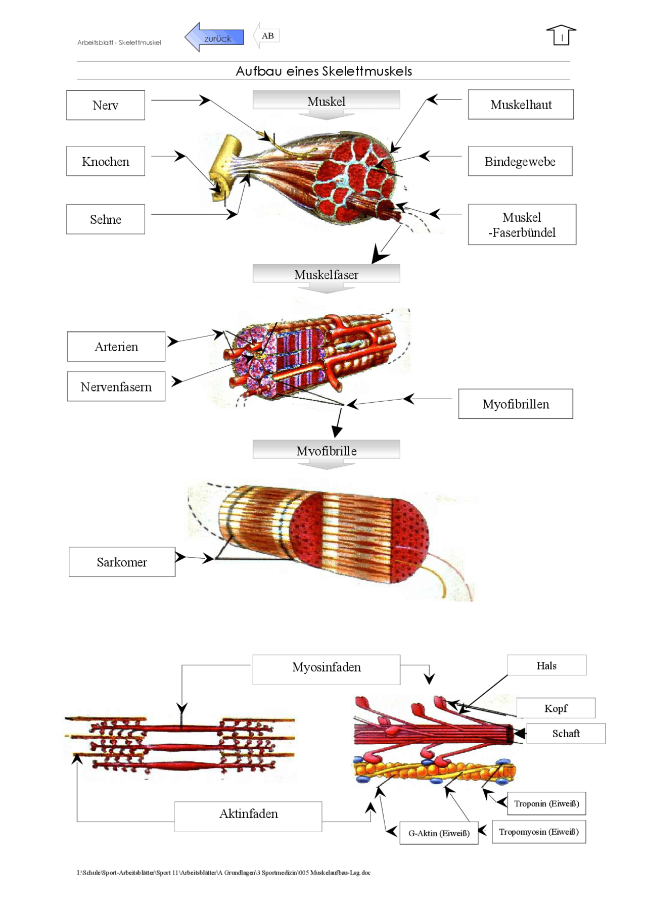 Arbeitsblatt - Aufbau eines Skelettmuskels - Docsity