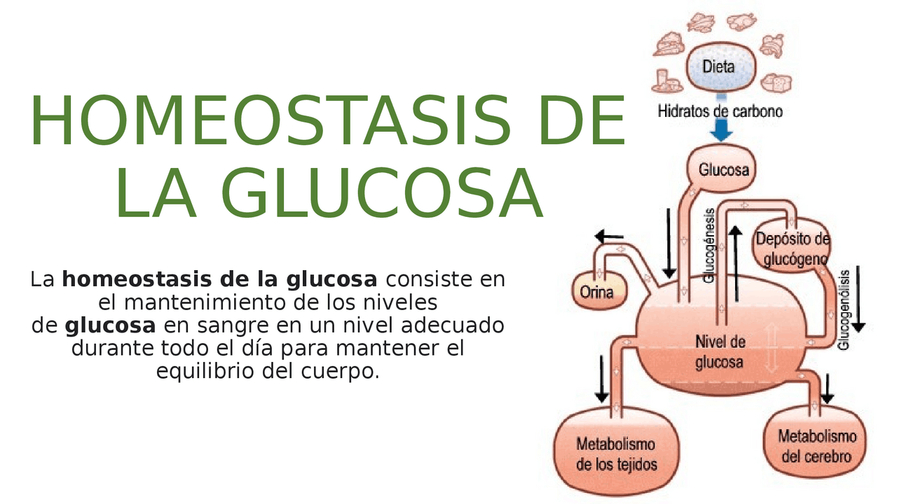 HOMEOSTASIS DE LA GLUCOSA - Docsity