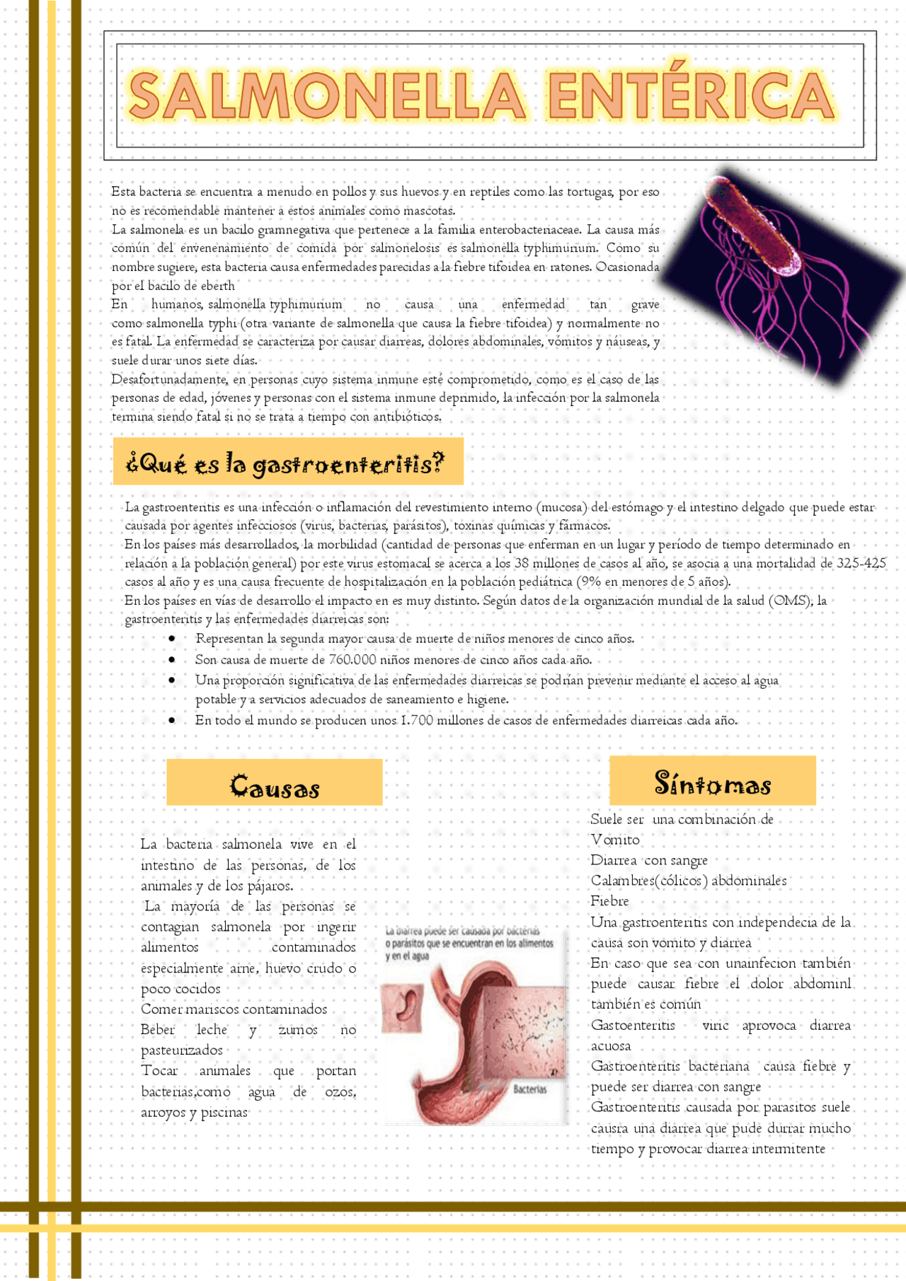 BACTERIA SALMONELLA ENTERI Docsity