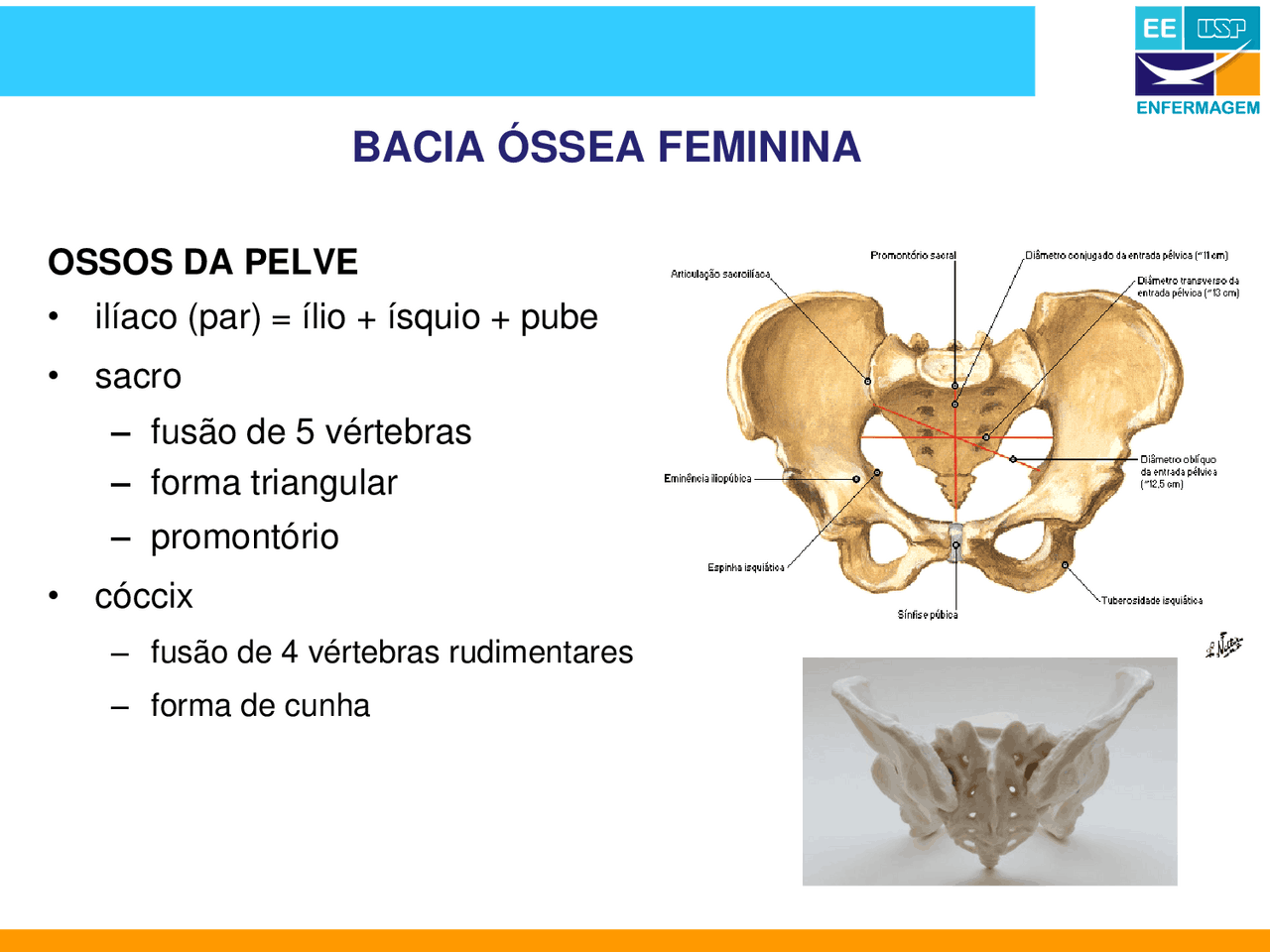 Bacia Ossea Feminina Slides Obstetr cia Docsity bacia-ossea-feminina-slides-obstetr-cia-docsity
