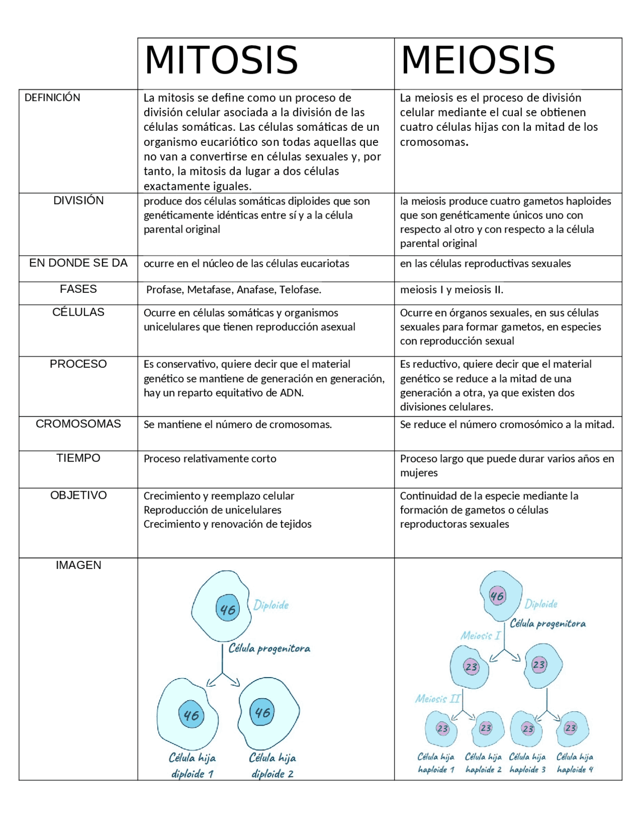 Meiosis meiosis