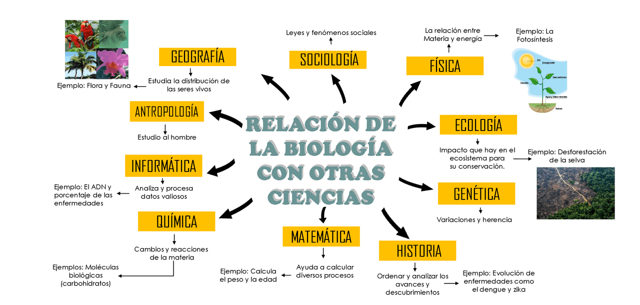 BIOLOGÍA Y SU RELACIÓN CON OTRAS CIENCIAS - Docsity
