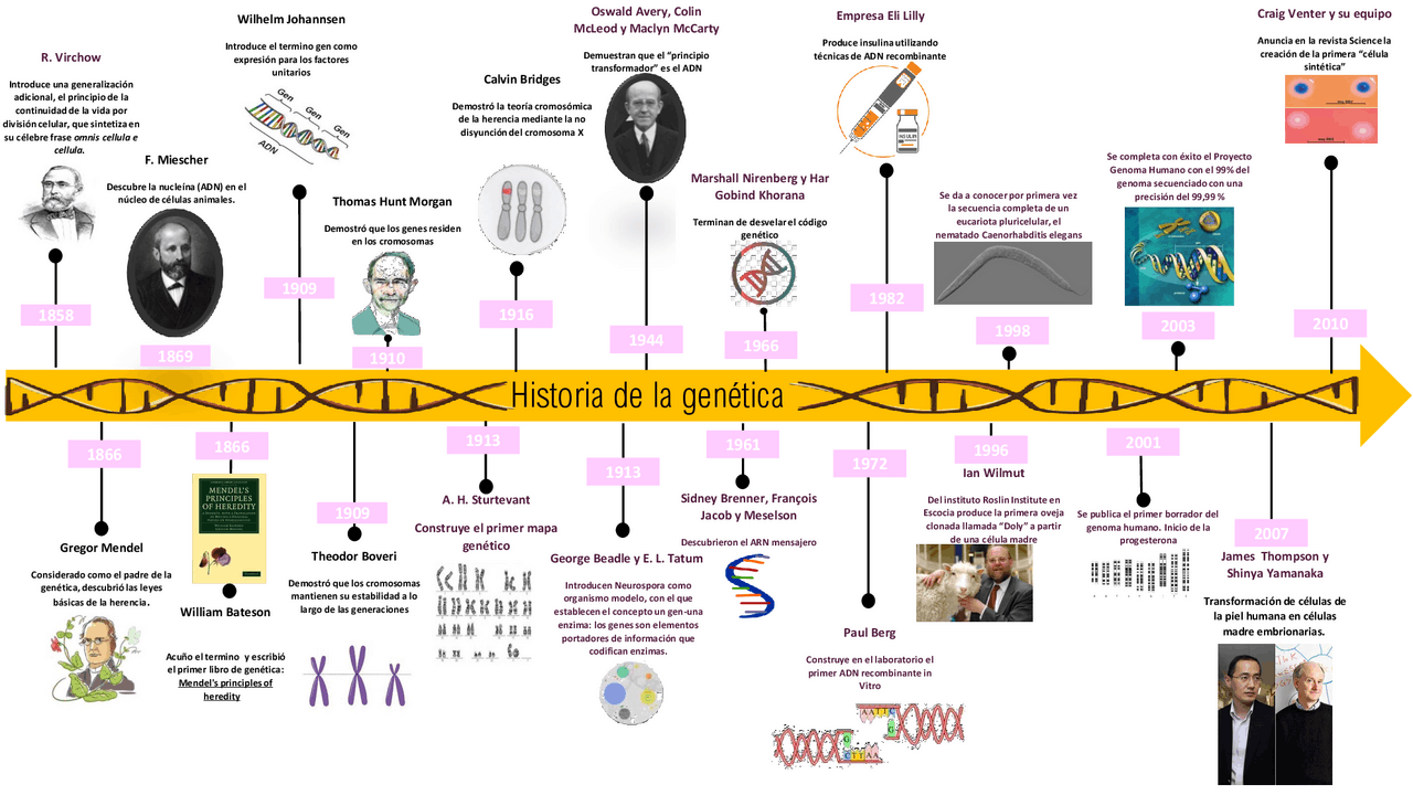 Historia De La Genética Línea Del Tiempo - MXEDUSA