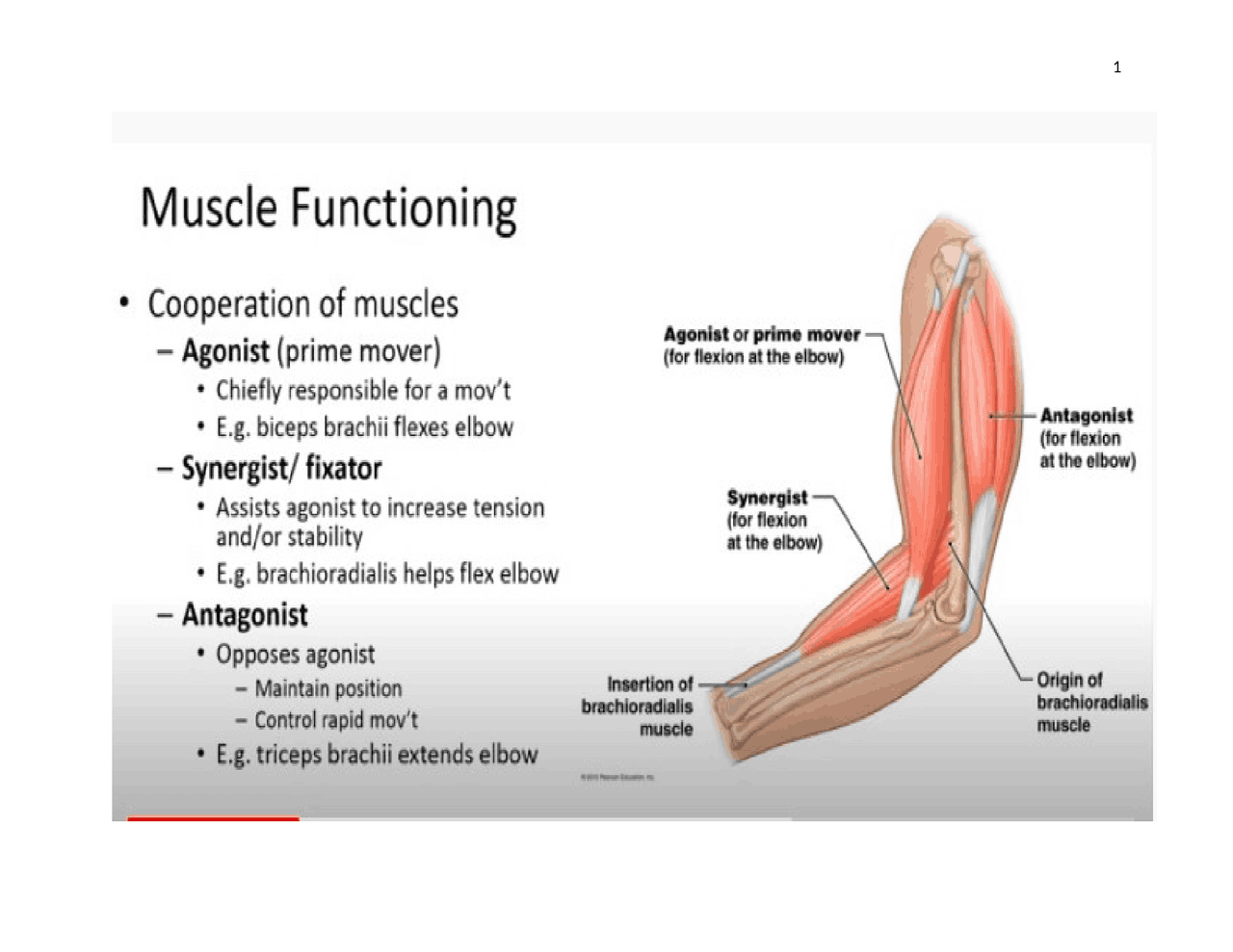 Chapter 12- Muscle Systems - Docsity