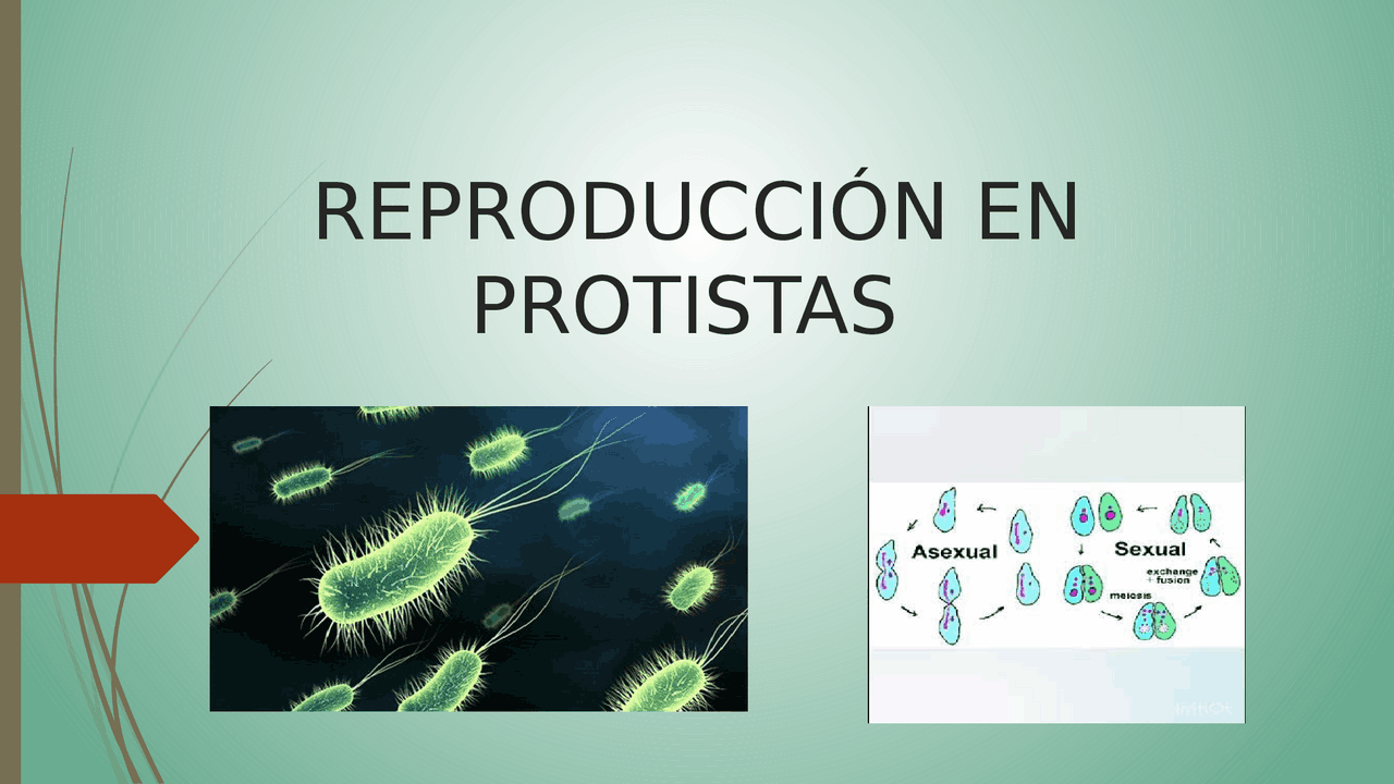 Reproducción en protistas | Diapositivas de Biología | Docsity
