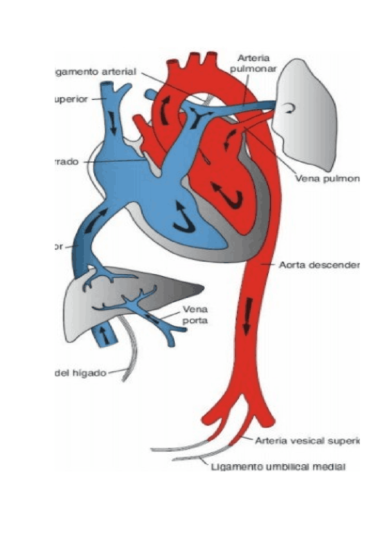 Dibujos de desarrollo del corazón Docsity