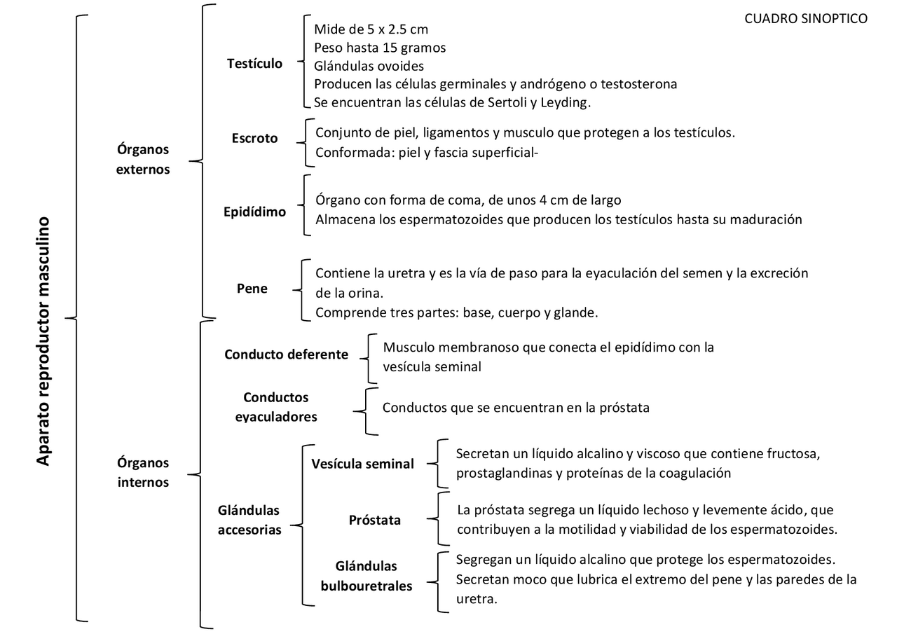 ESQUEMA APARATO REPRODUCTOR MASCULINO | Esquemas y mapas conceptuales