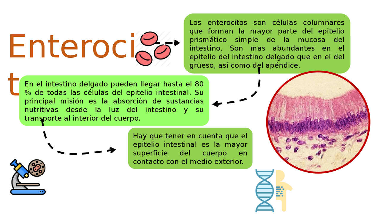 ERITROCITO morfologia Los enterocitos poseen microvellosidades en su ...
