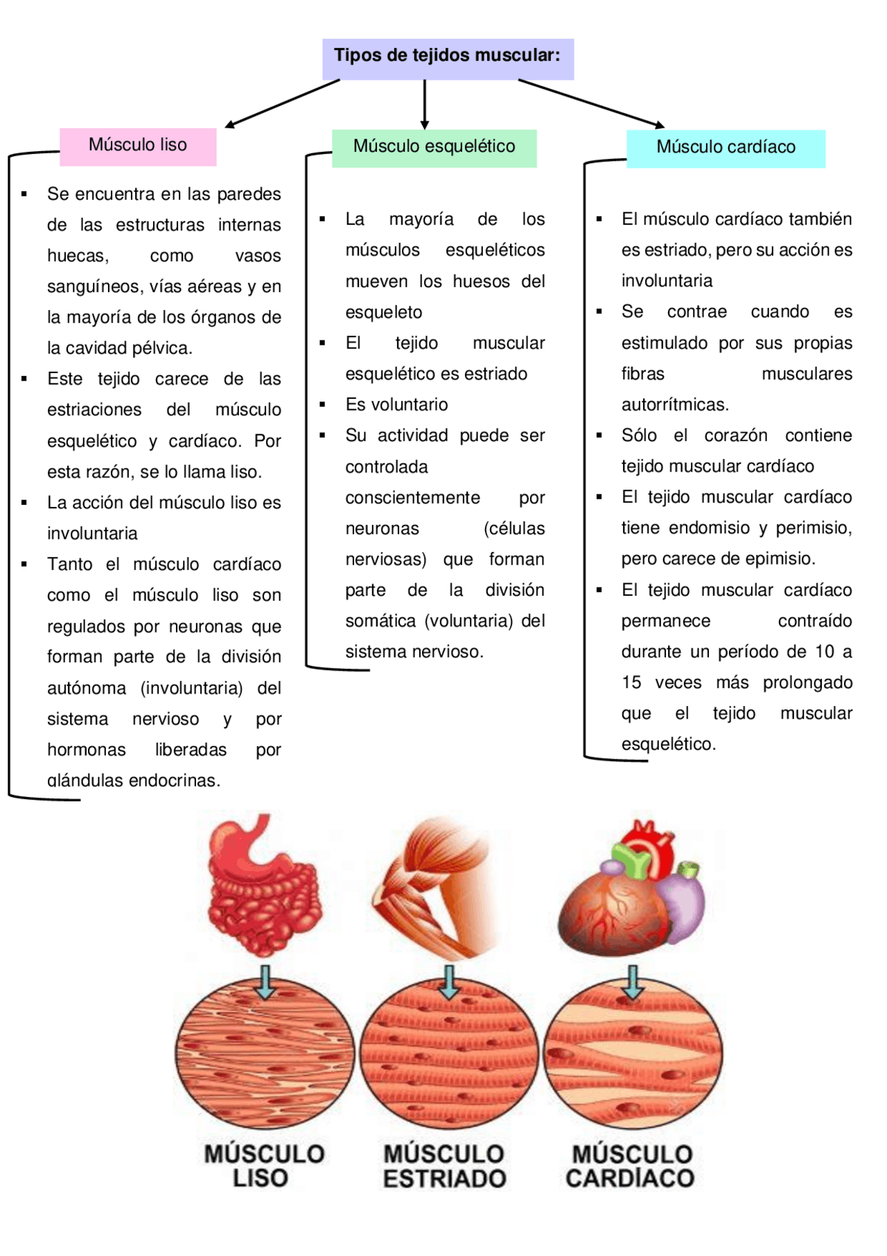 Os Três Tipos De Músculos – Tipos de tejido muscular: esquelético