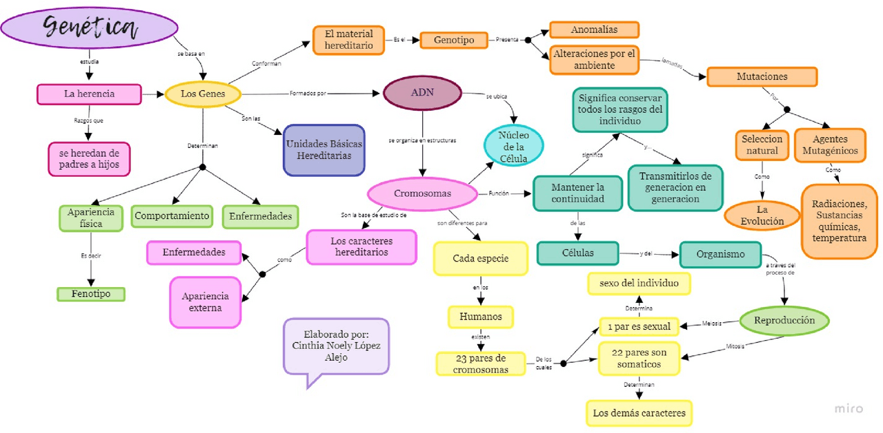 Mapa conceptual de la Humana Esquemas y mapas conceptuales de Genética Humana Docsity Mapa conceptual de la Humana Esquemas y mapas conceptuales de Genética Humana Docsity