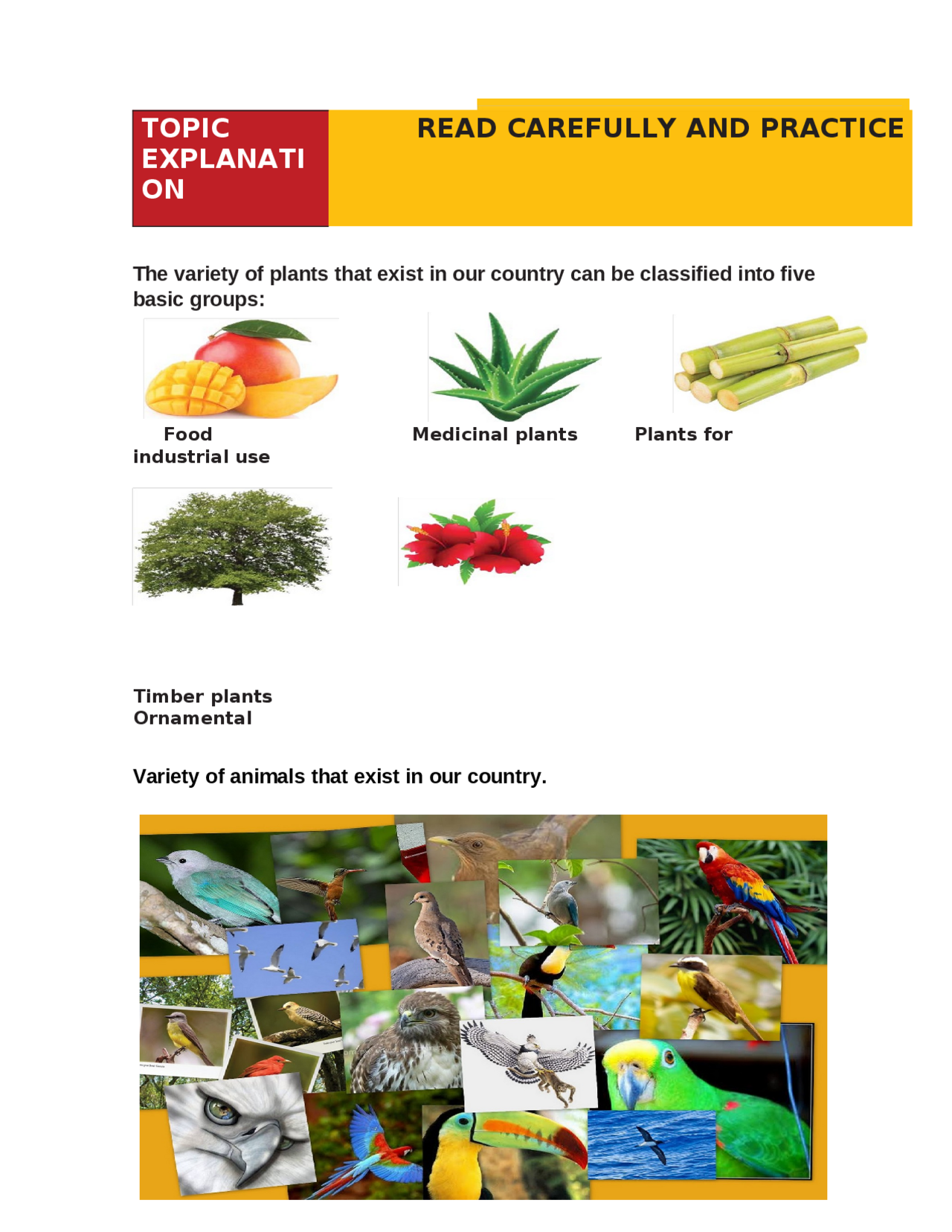 There is, There Are, animals end plants - Docsity
