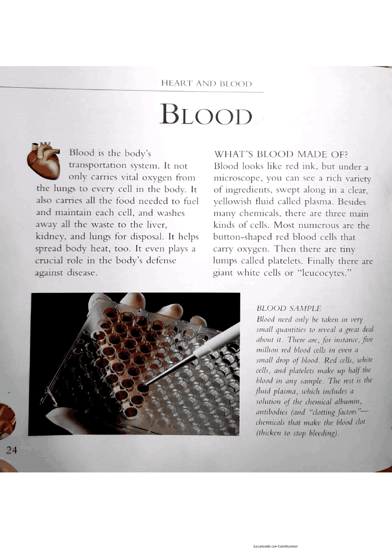 Que es la sangre en ingles - Docsity