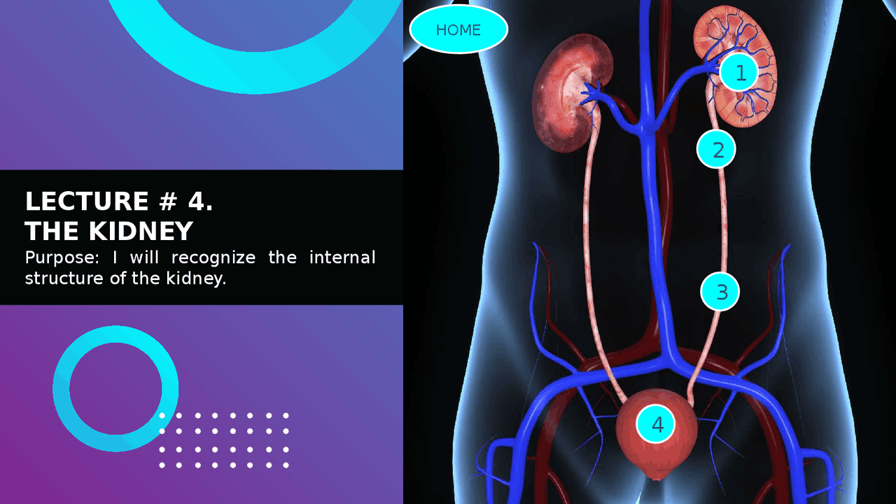 The urinary system, kidney and nephrons - Docsity