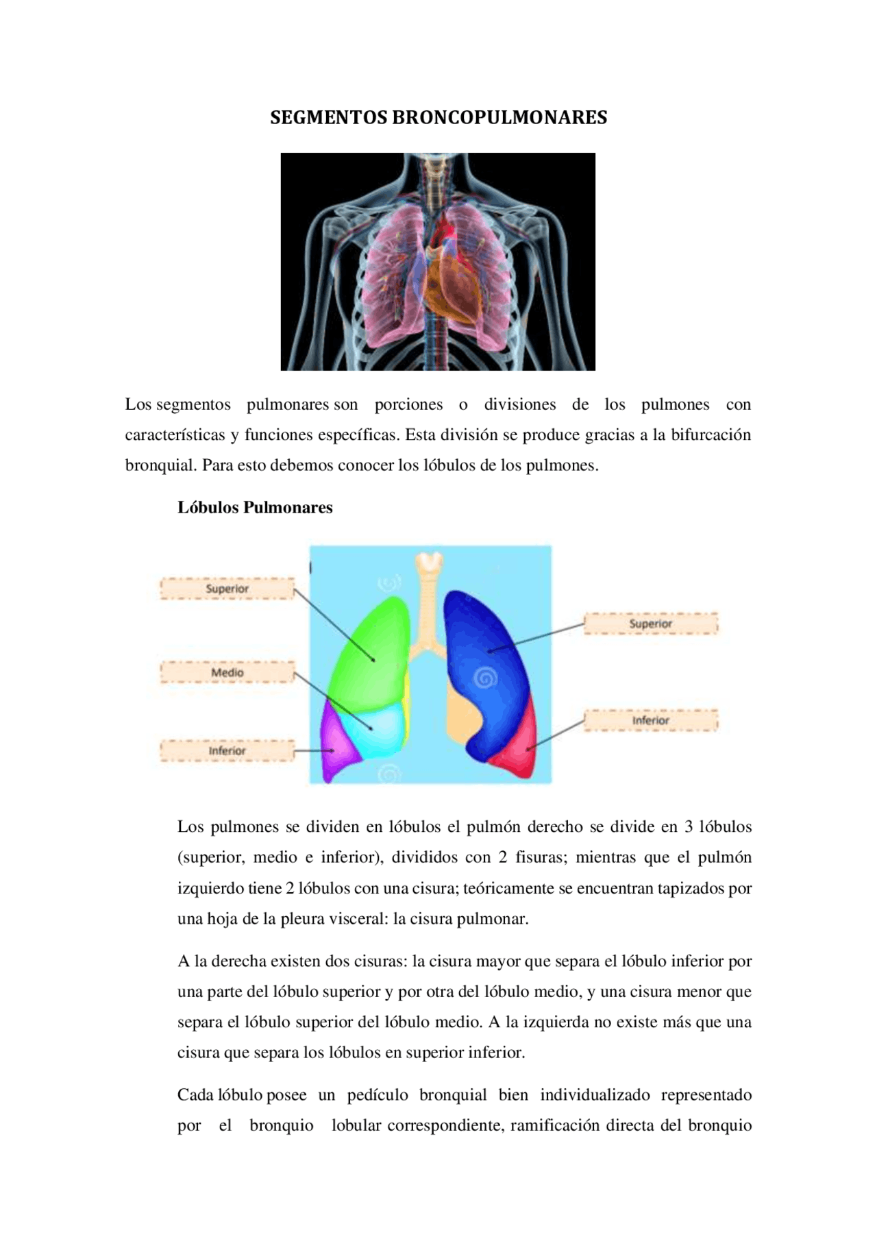 lóbulos de anatomía pulmonar