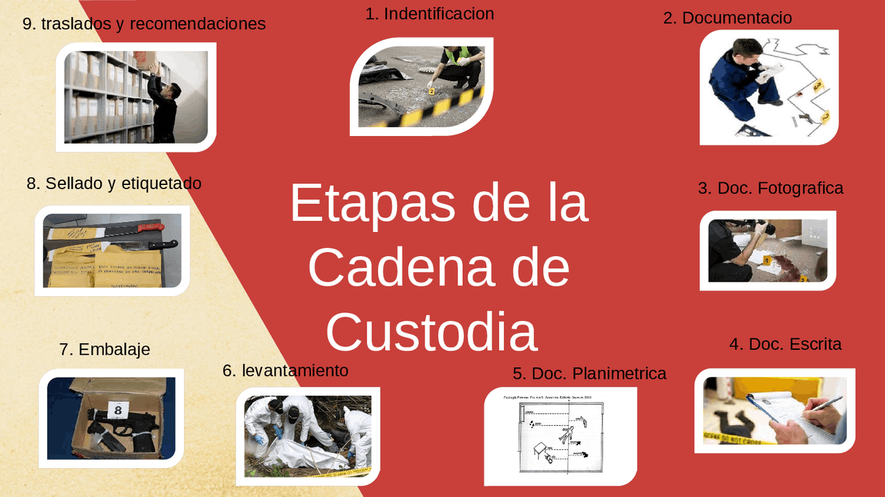 Cadena de custodia mapa mental | Diapositivas de Criminología | Docsity
