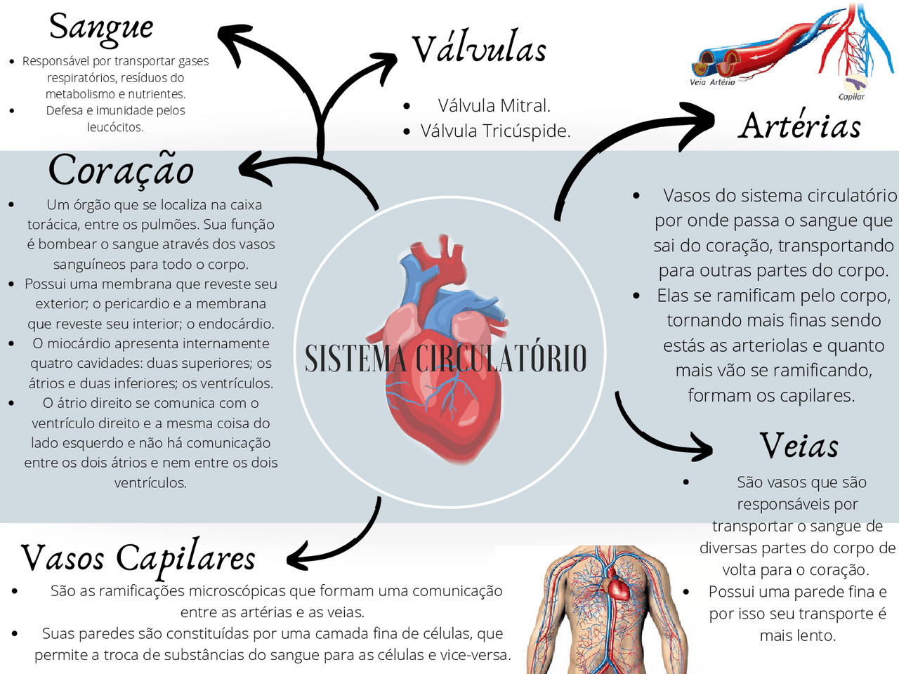 Sistema Circulatório: Resumo, Anatomia E Humano – LEKPU