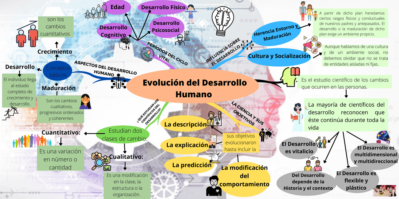 Mapa Conceptual Etapas Del Desarrollo Humano