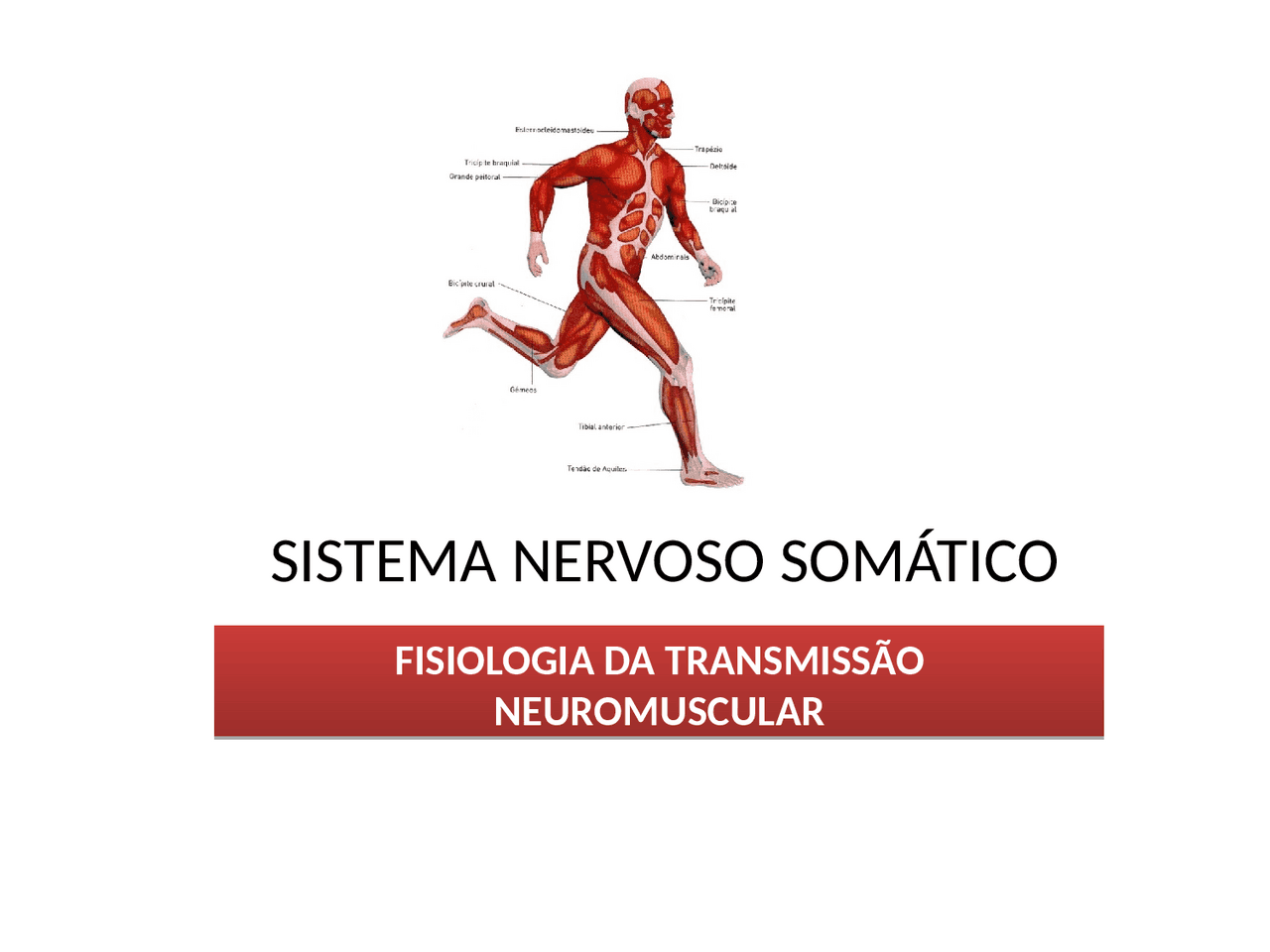 SISTEMA NERVOSO SOMÁTICO com controle da motricidade Docsity