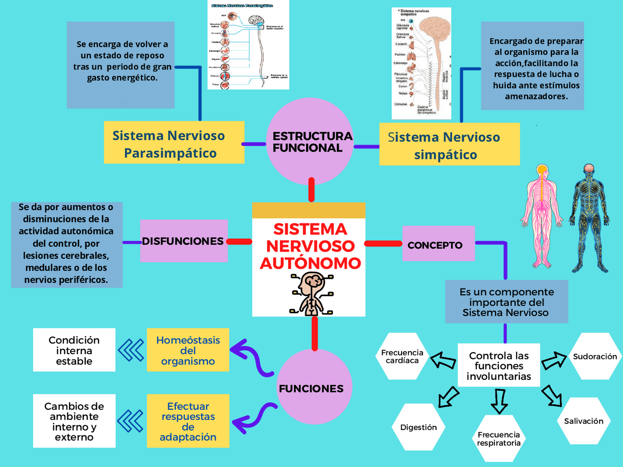 SISTEMA NERVIOSO AUTONOMO - Docsity