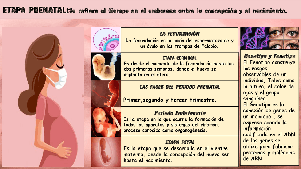 Infografía de la etapa prenatal | Esquemas y mapas conceptuales de