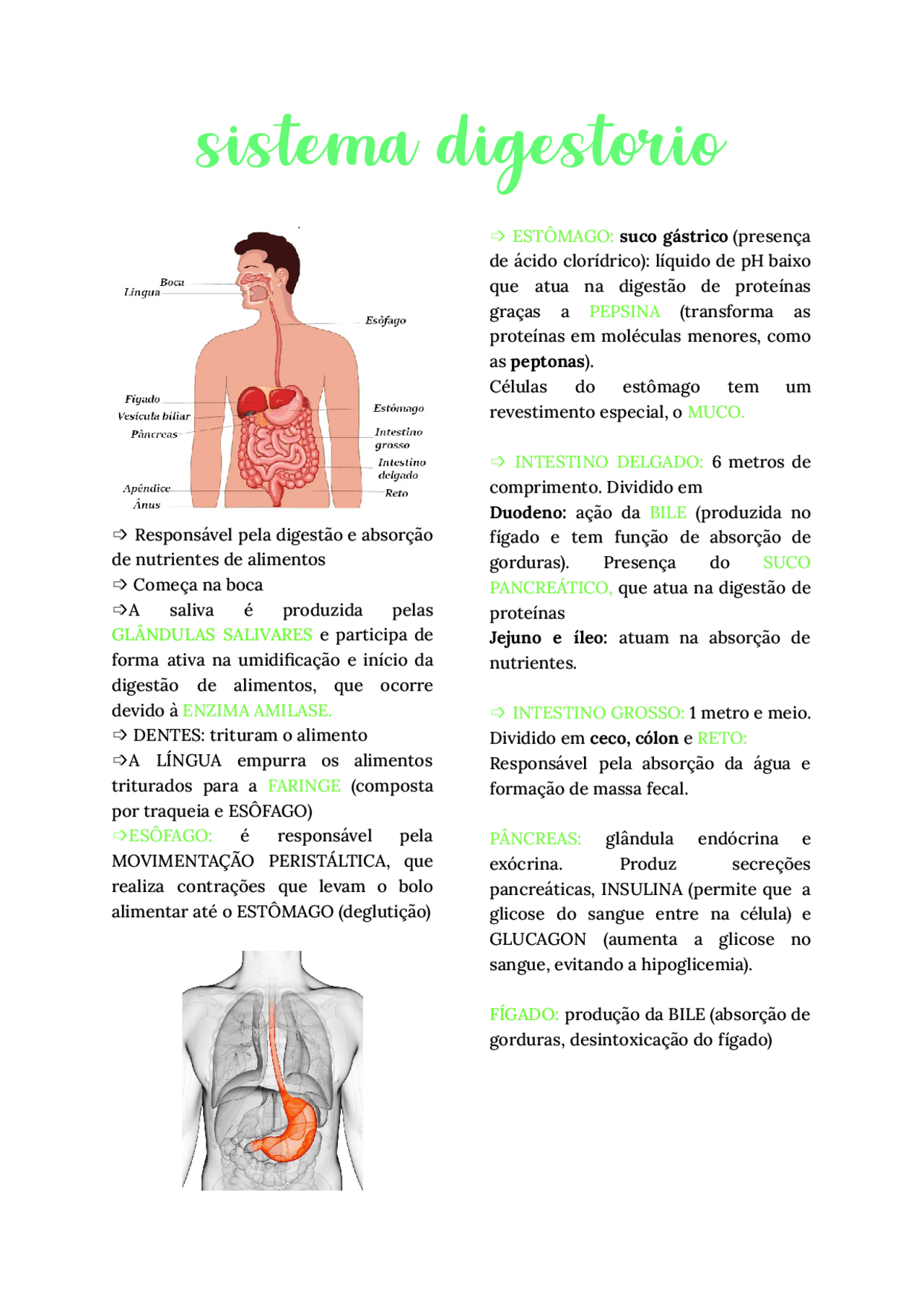 Resumo do sistema digestório - Docsity