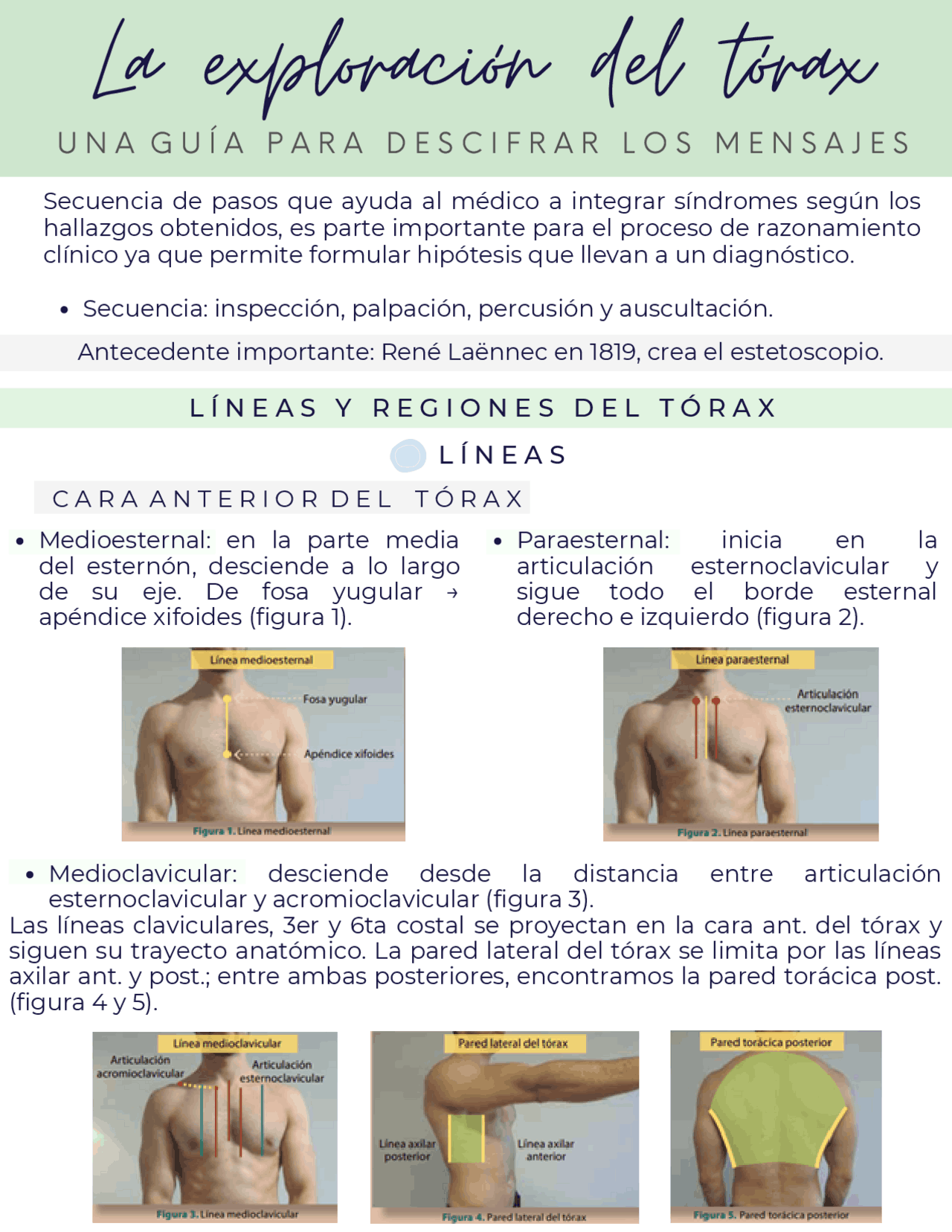 Infografía exploración tórax - Docsity