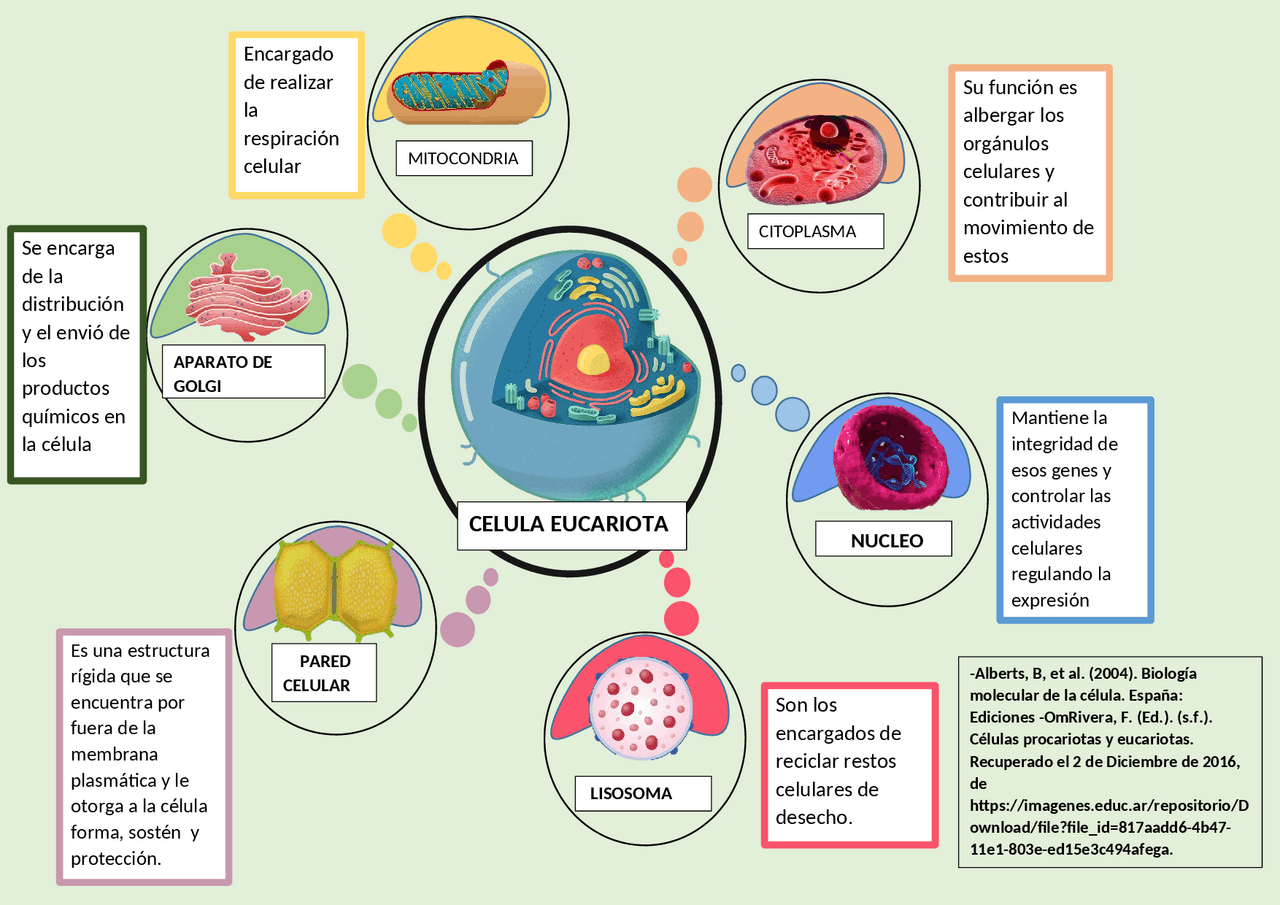 INFOGRAFIA CELULA EUCARIOTA | Esquemas y mapas conceptuales de Biología