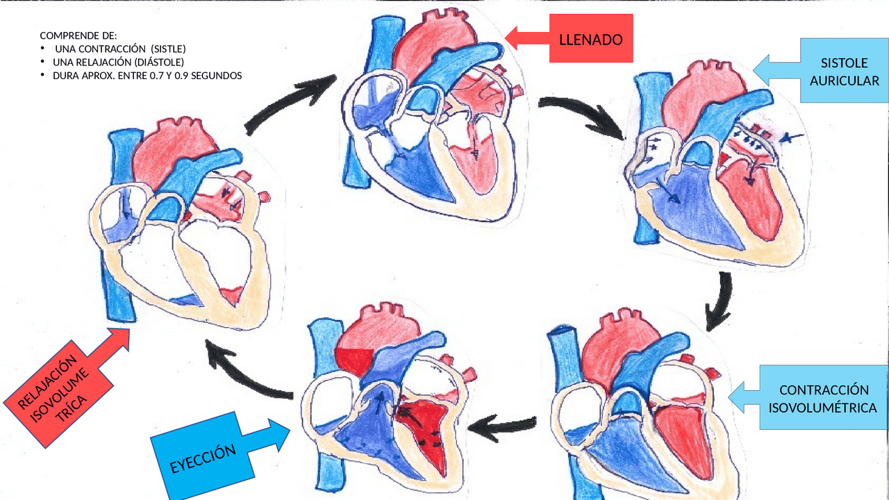 Cardiaco ¿Qué Es El Ciclo Cardiaco? _ Ciclo cardíaco: Definição e fases (sístole ...