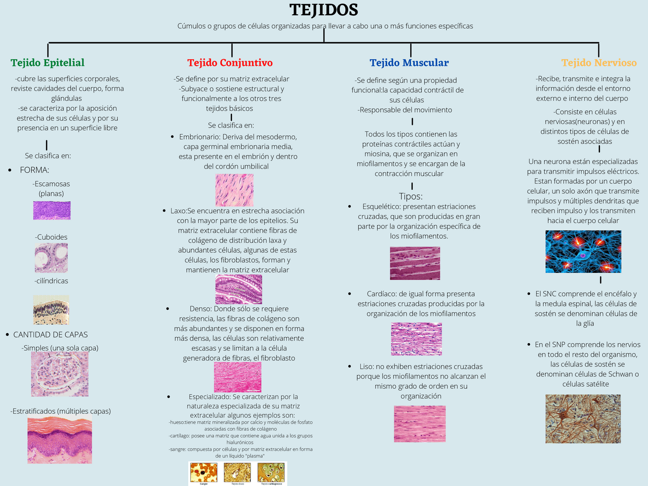 Tipos De Tejidos Mapa Conceptual Esquemas Y Mapas Conceptuales De tipos-de-tejidos-mapa-conceptual-esquemas-y-mapas-conceptuales-de